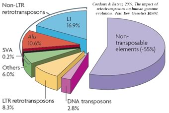 transposons